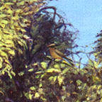 R. Geoffrey Blackburn Road to Sedona oil painting detail